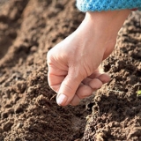 Priprema leje za šargarepu u proljeće